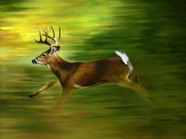 Deer