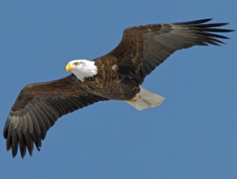 Eagle