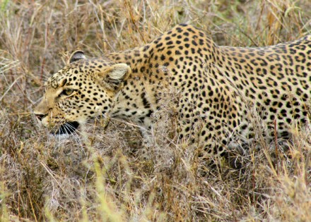 Leopard